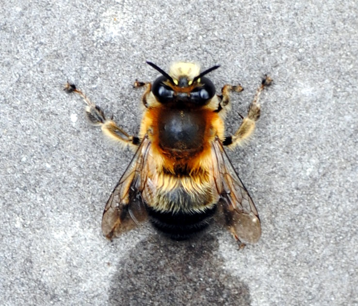 Anthophora sp. (Apidae Anthophorinae)